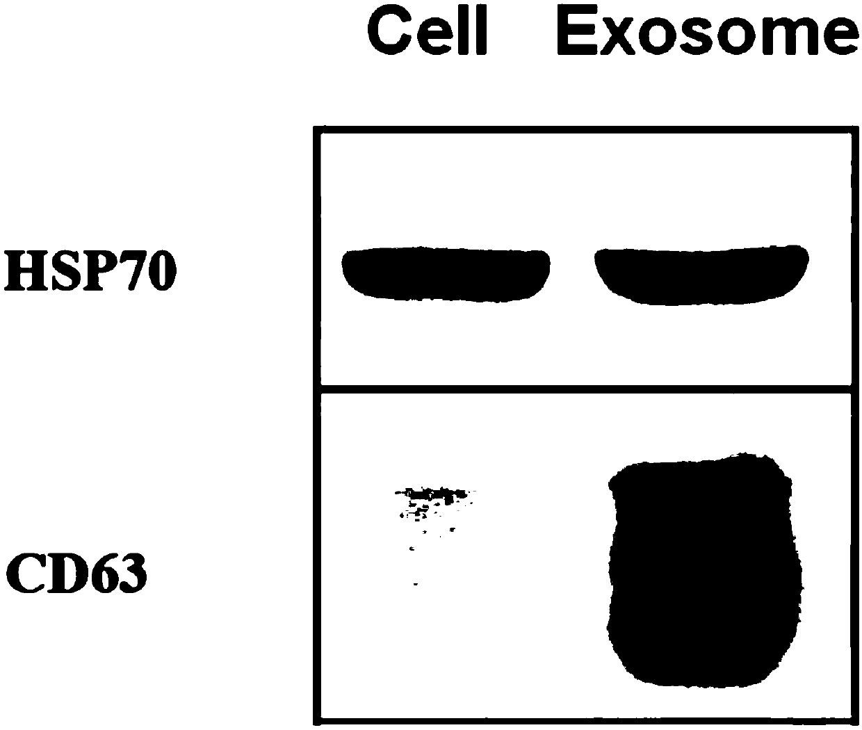 Method for separating exosomes by low-speed ultrafiltration centrifugation conjugated polymer precipitation technique