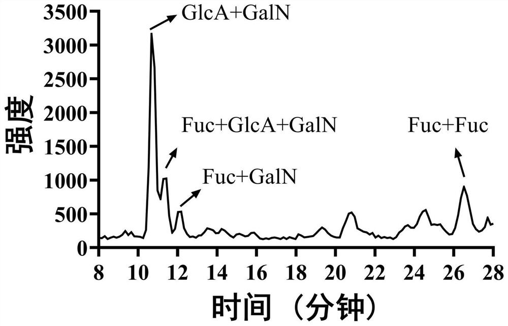 Application of sulphated sea cucumber polysaccharide and weak acid degradation product thereof in promotion of lactobacillus proliferation