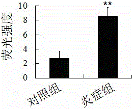 Establishing method of lung cancer animal model with inflammation foundation