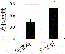 Establishing method of lung cancer animal model with inflammation foundation