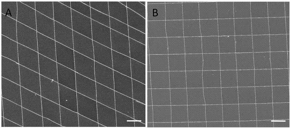Method for guiding cell behaviors, based on gold nanowire array