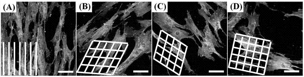 Method for guiding cell behaviors, based on gold nanowire array