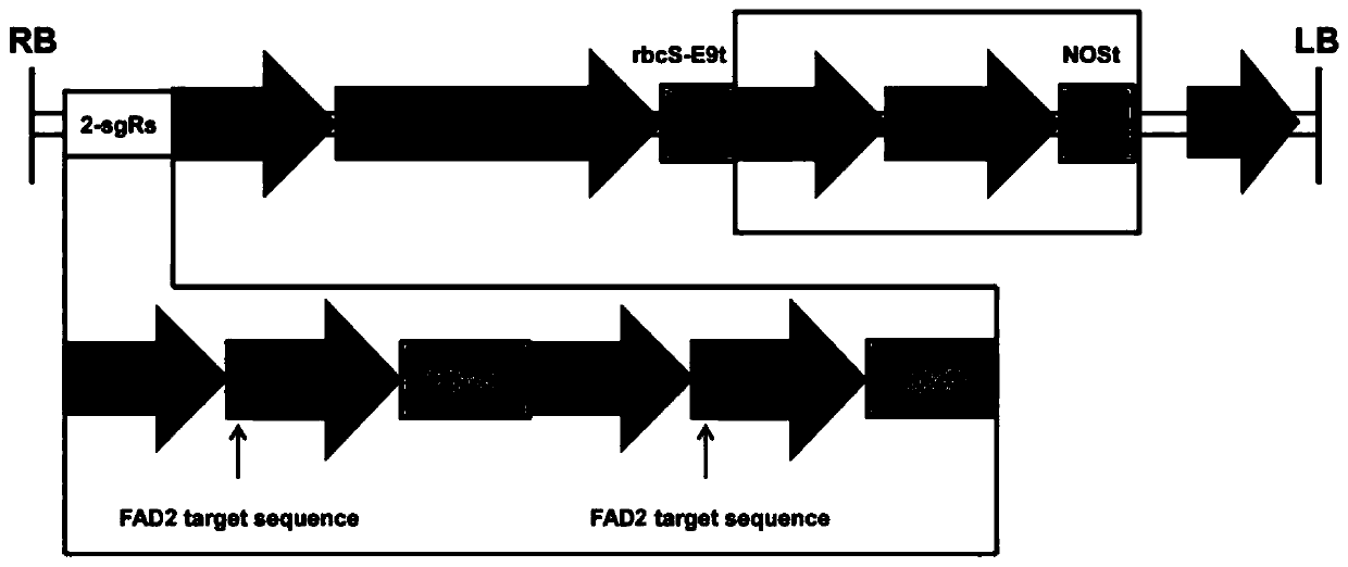 Method for evaluating CRISPR/Cas9 gene editing efficiency or miss frequency