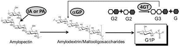 Preparation method of glucose 1-phosphoric acid