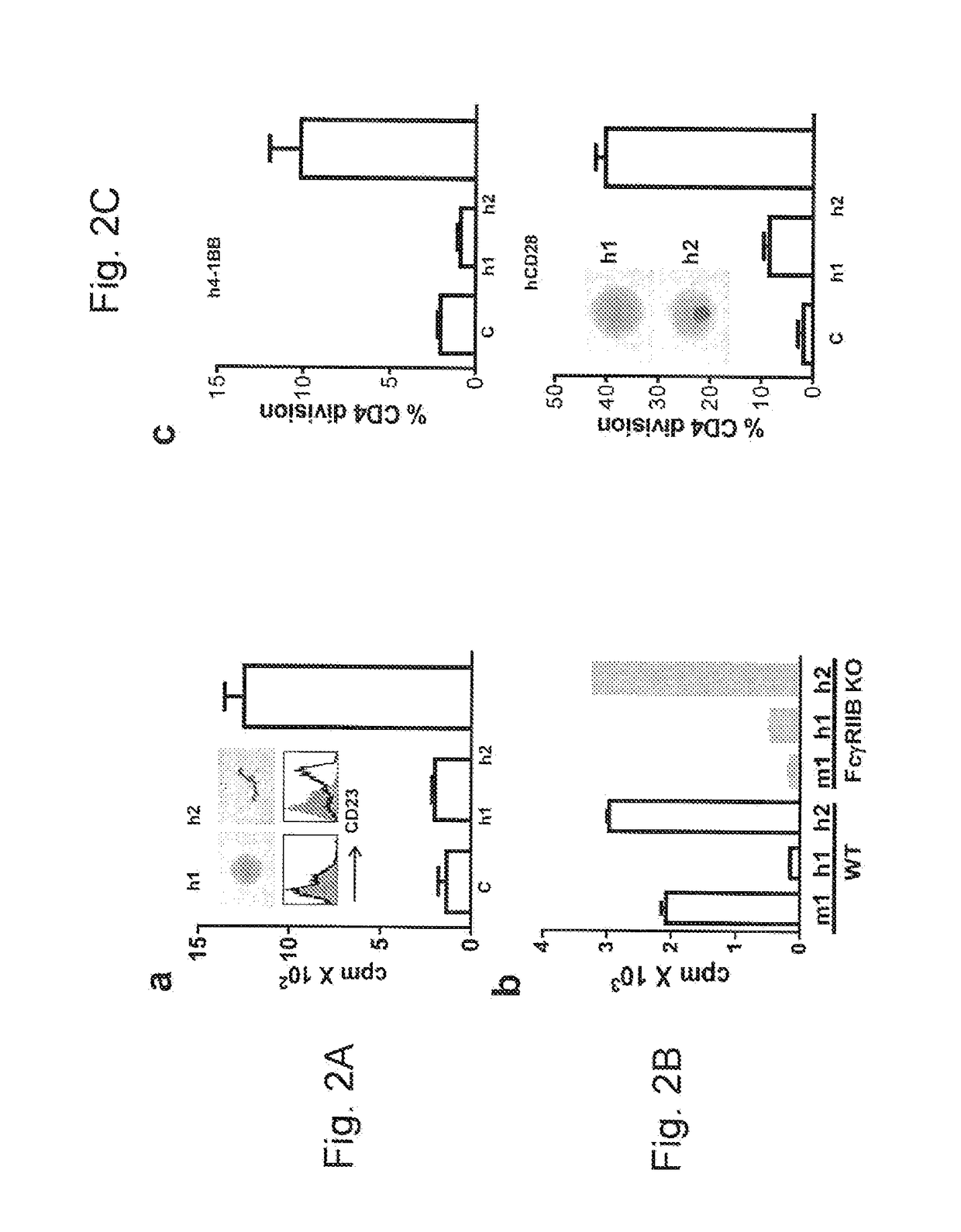 Modified antibodies containing modified igg2 domains which elicit agonist or antagonistic properties and use thereof
