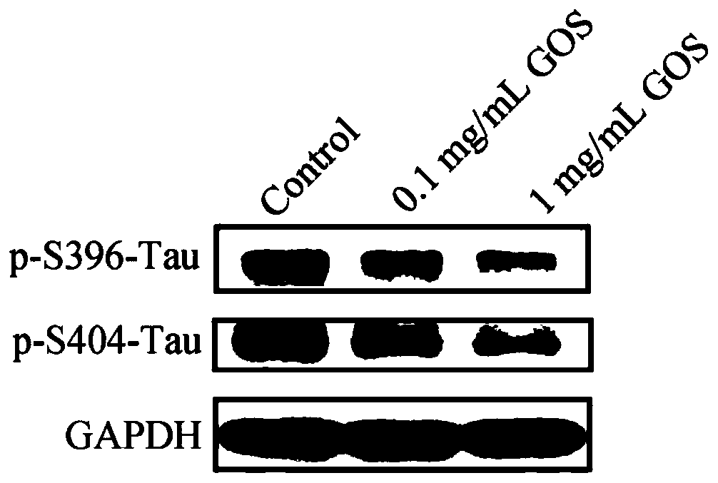 Application of oligo-guluronic acid in drugs for prevention and treatment of Tau protein diseases