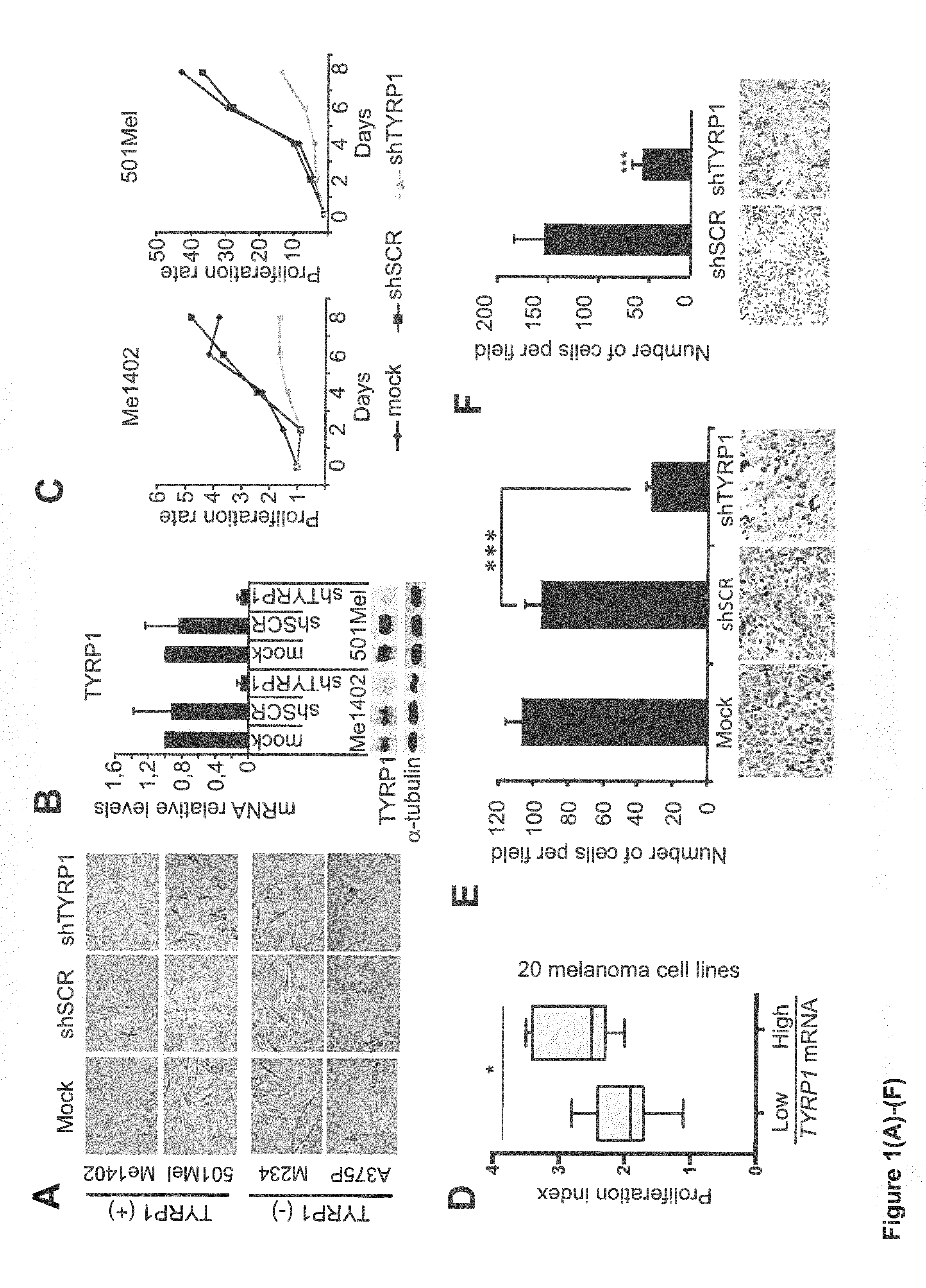 Tyrp1, a natural mirna sponge, and its use in managing human melanoma aggressiveness