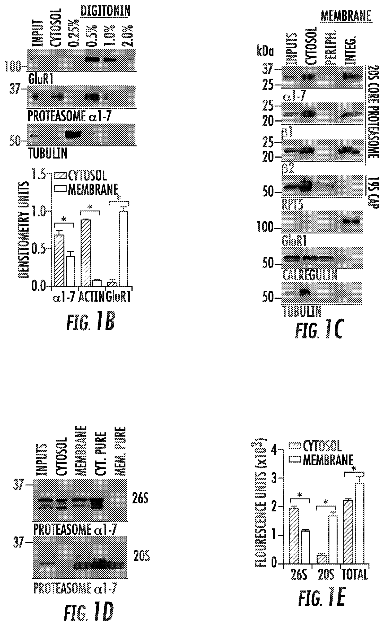 Nervous system-specific transmembrane proteasome complex that modulates neuronal signaling through extracellular signaling via brain activity peptides