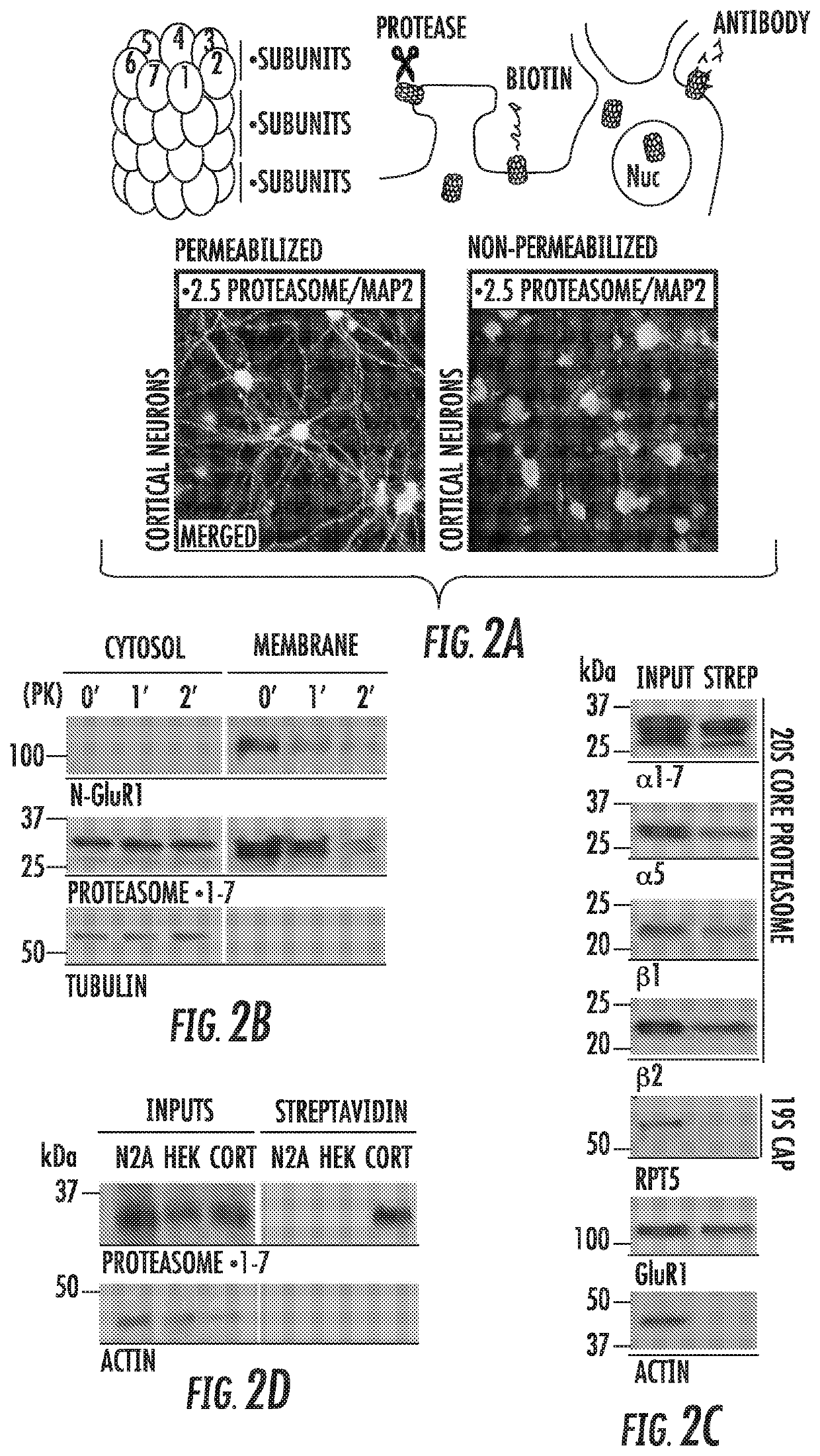 Nervous system-specific transmembrane proteasome complex that modulates neuronal signaling through extracellular signaling via brain activity peptides