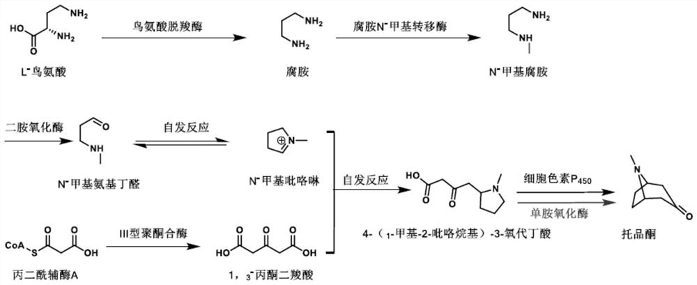 Application of monoamine oxidase in preparation of tropinone