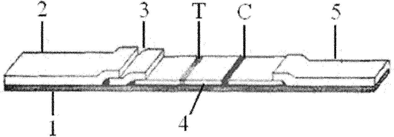 Immunochromatography test paper strip for detecting aureomycin residues in meat and aquatic products and preparation method thereof