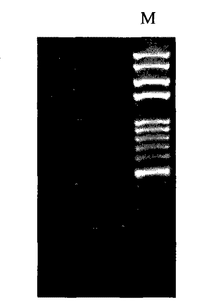 Method for acquiring molecular marker correlative with peony type character and special primer used thereof