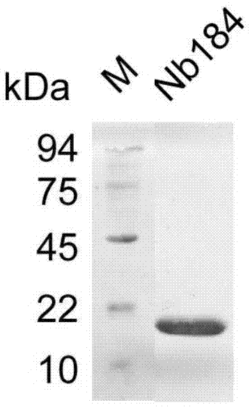 CD105 nanometer antibody Nb184