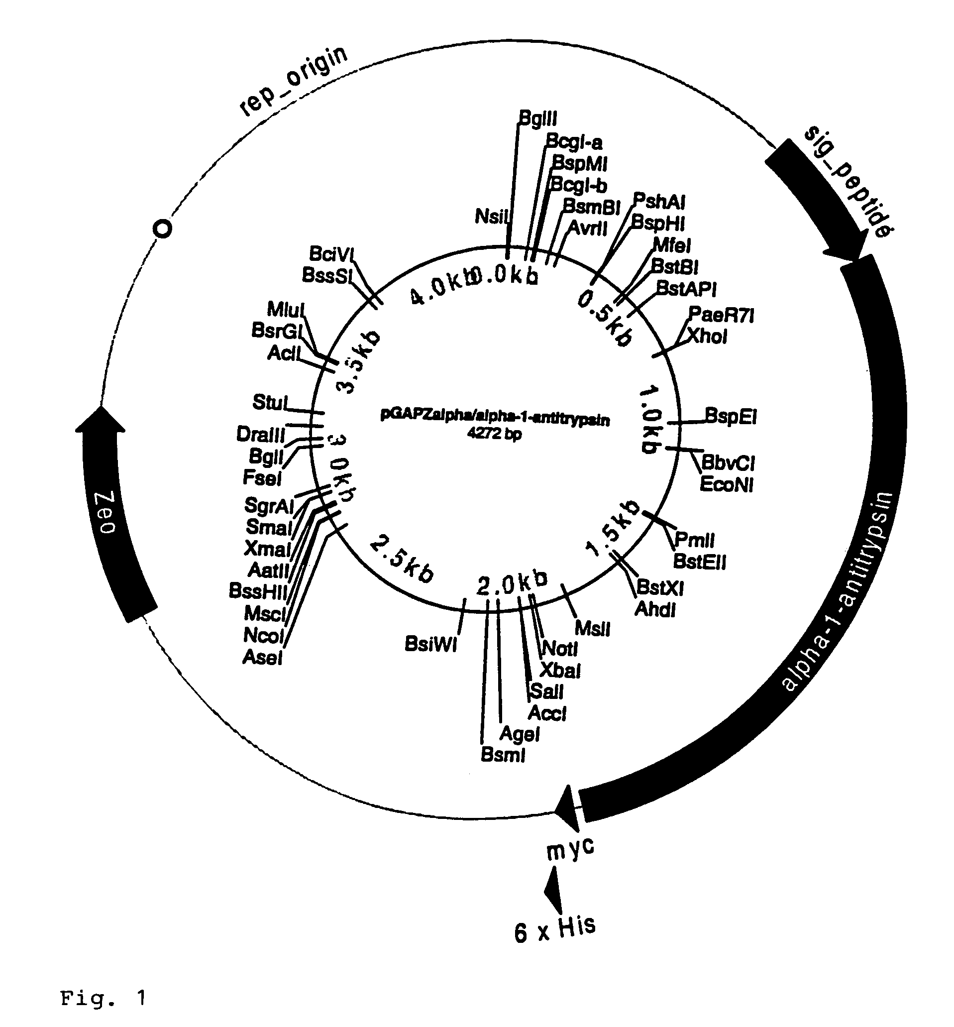 DNA for expression of alpha 1-antitrypsin in methylotropic yeast