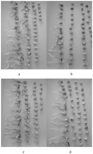 Isolated Streptomyces DL70 and biocontrol and growth promoting application thereof
