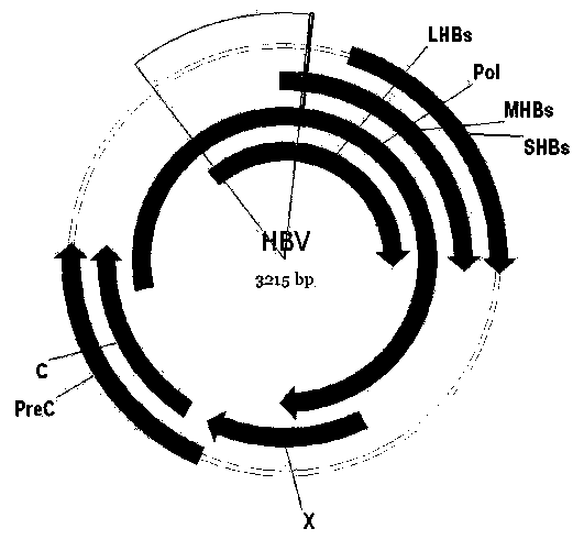 Efficiently-replicated human hepatitis B virus recombinant vector and application thereof