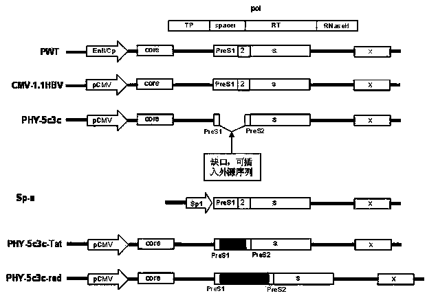 Efficiently-replicated human hepatitis B virus recombinant vector and application thereof