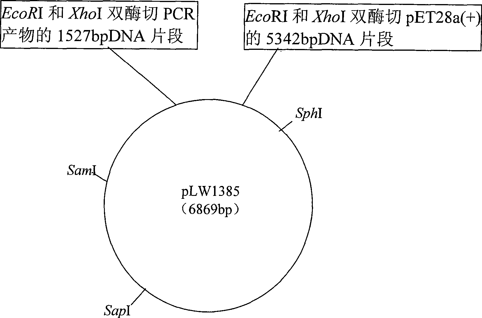 High temperature resistant xylosidase XynB1, gene encoding the enzyme and uses thereof