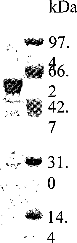 High temperature resistant xylosidase XynB1, gene encoding the enzyme and uses thereof