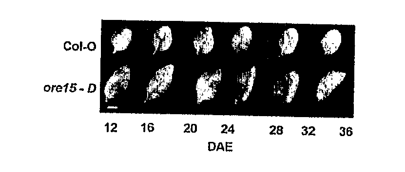 Protein Regulating Leaf Longevity of Plants, the Gene Thereof and Their Use