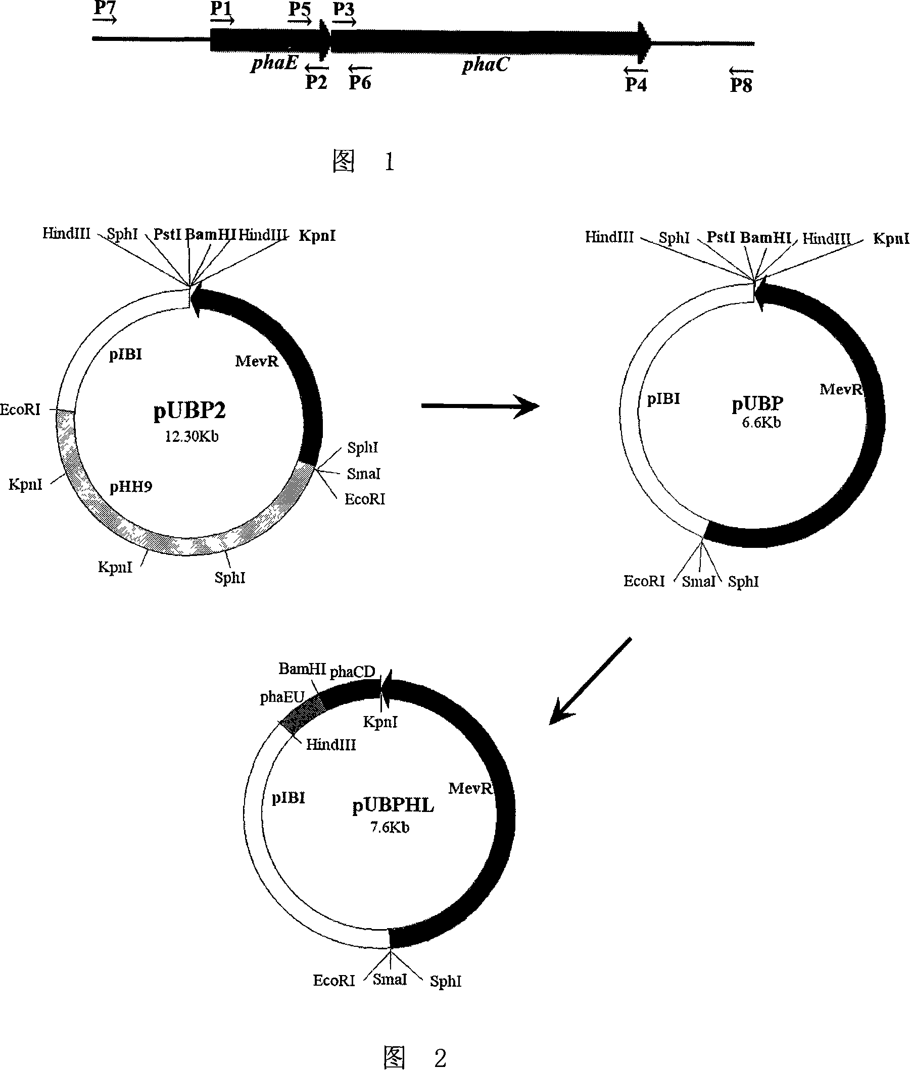 Extremely halophilic archaea polyhydroxy fatty acid ester synthases and encoding gene and application