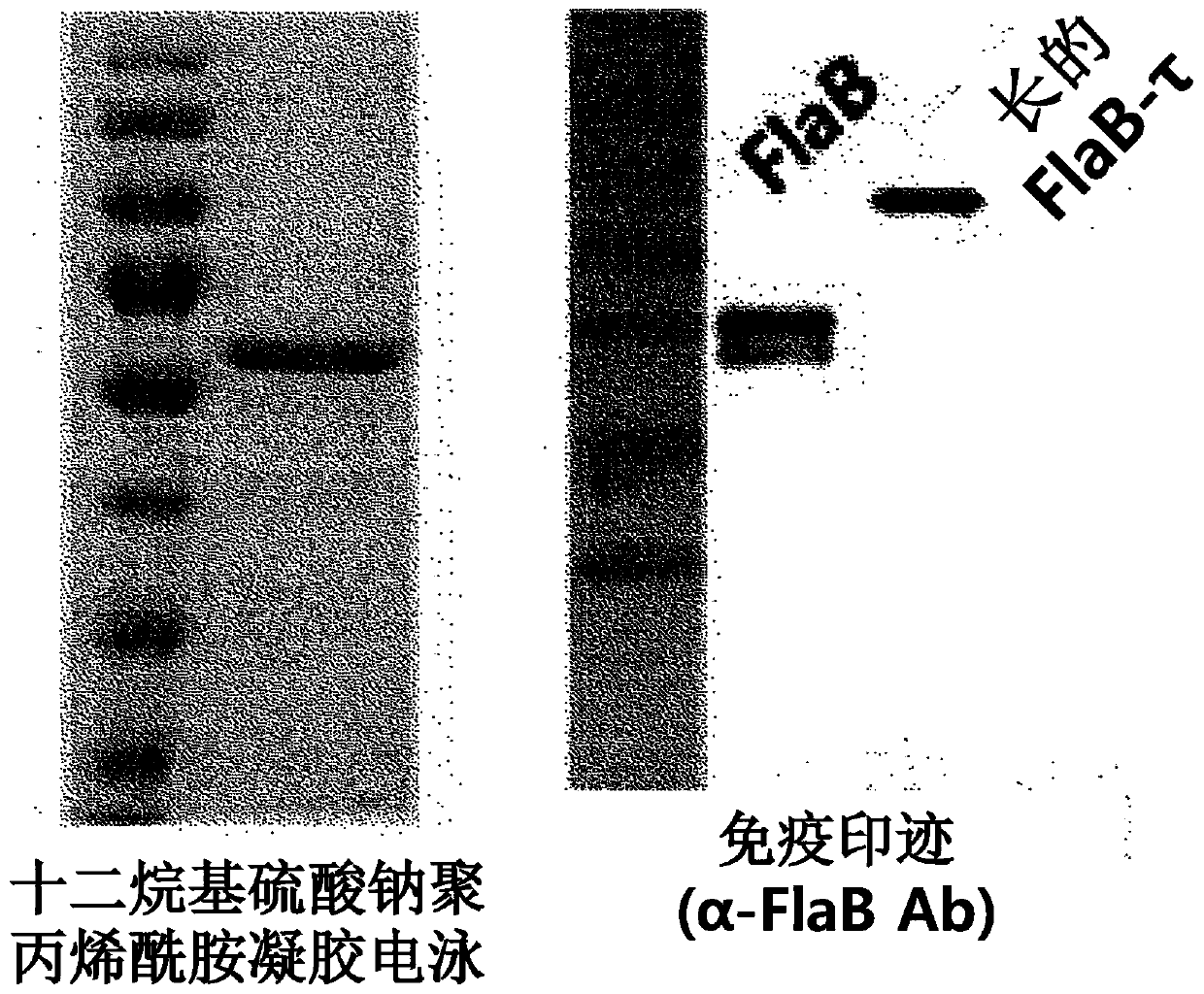 Preparation of flagellin vaccine adjuvant-based vaccine to induce production of antibody recognizing conformation of antigens, and application thereof