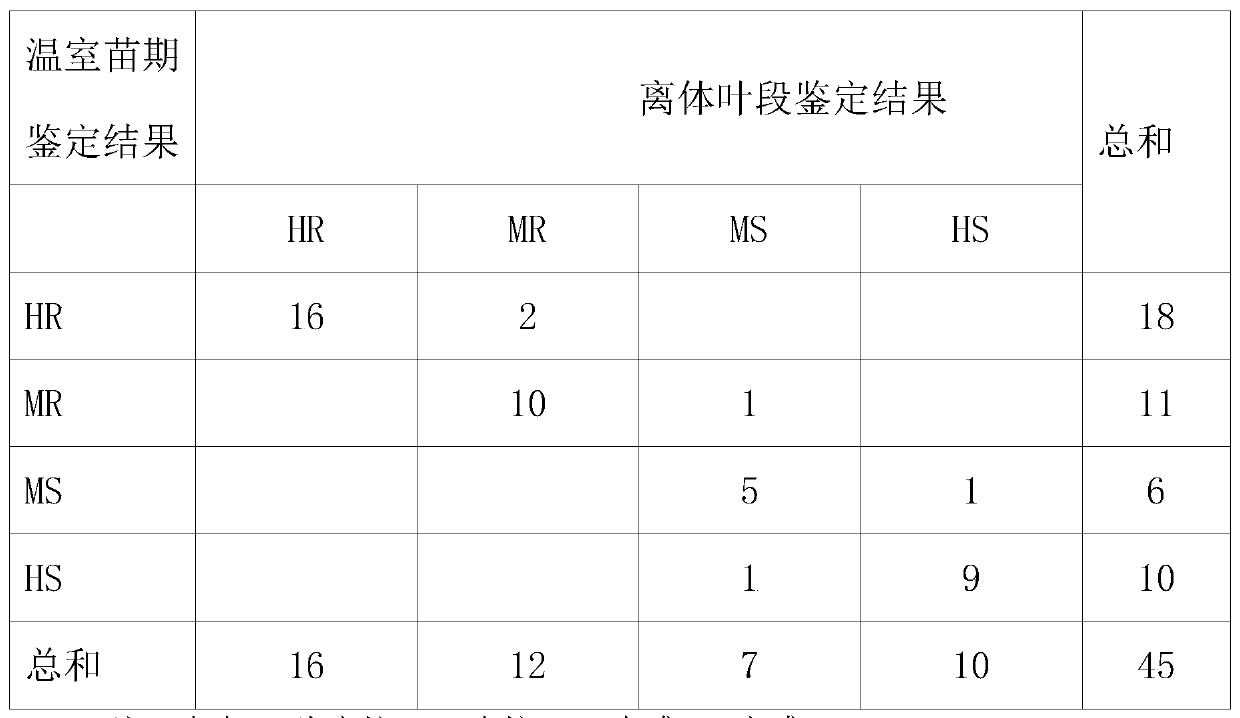 In-vitro leaf section identification method for resistance of wheat to stripe rust