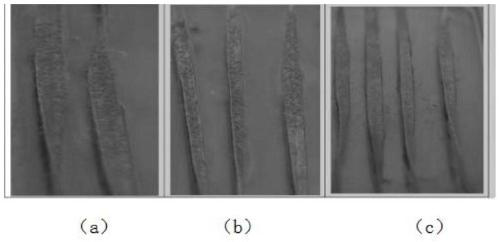 In-vitro leaf section identification method for resistance of wheat to stripe rust