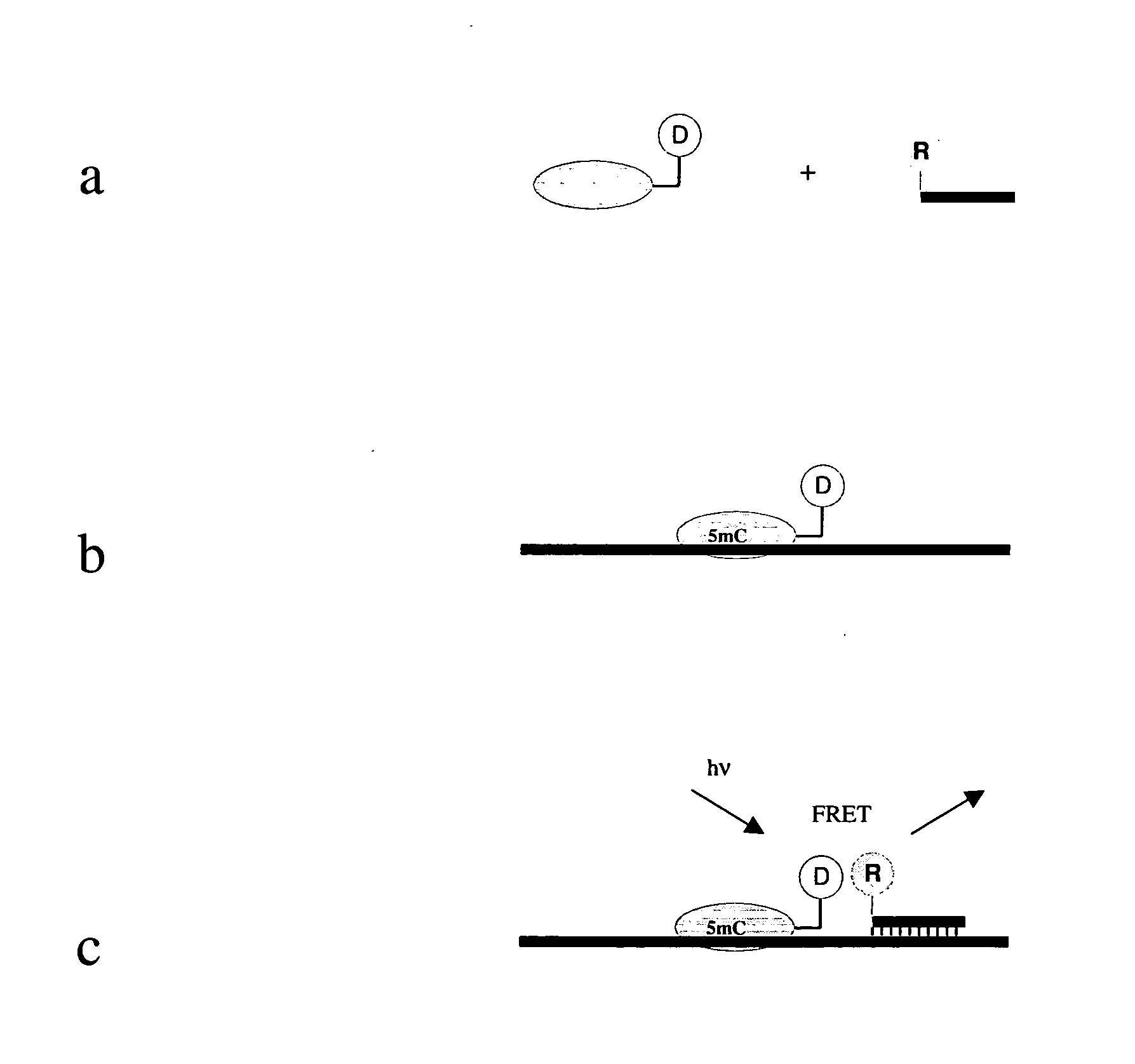 Method for detection of one or more CpG positions