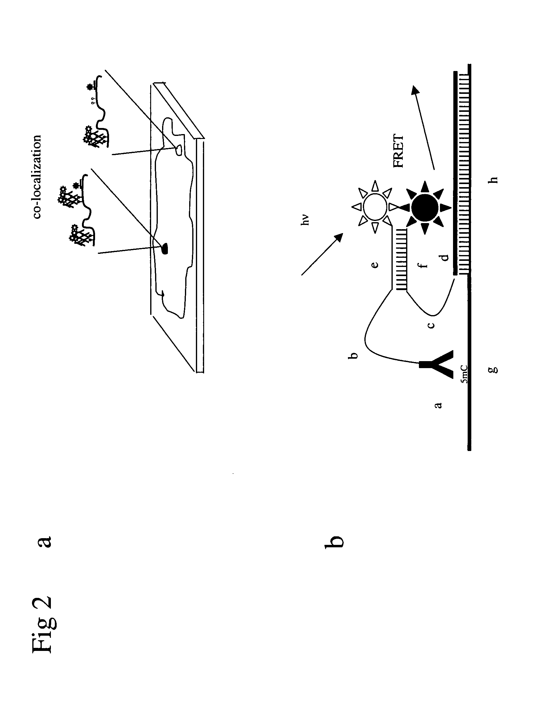 Method for detection of one or more CpG positions