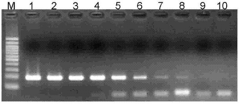 Detection method for infant salmonella PCR and nucleic acid and primer pair thereinto