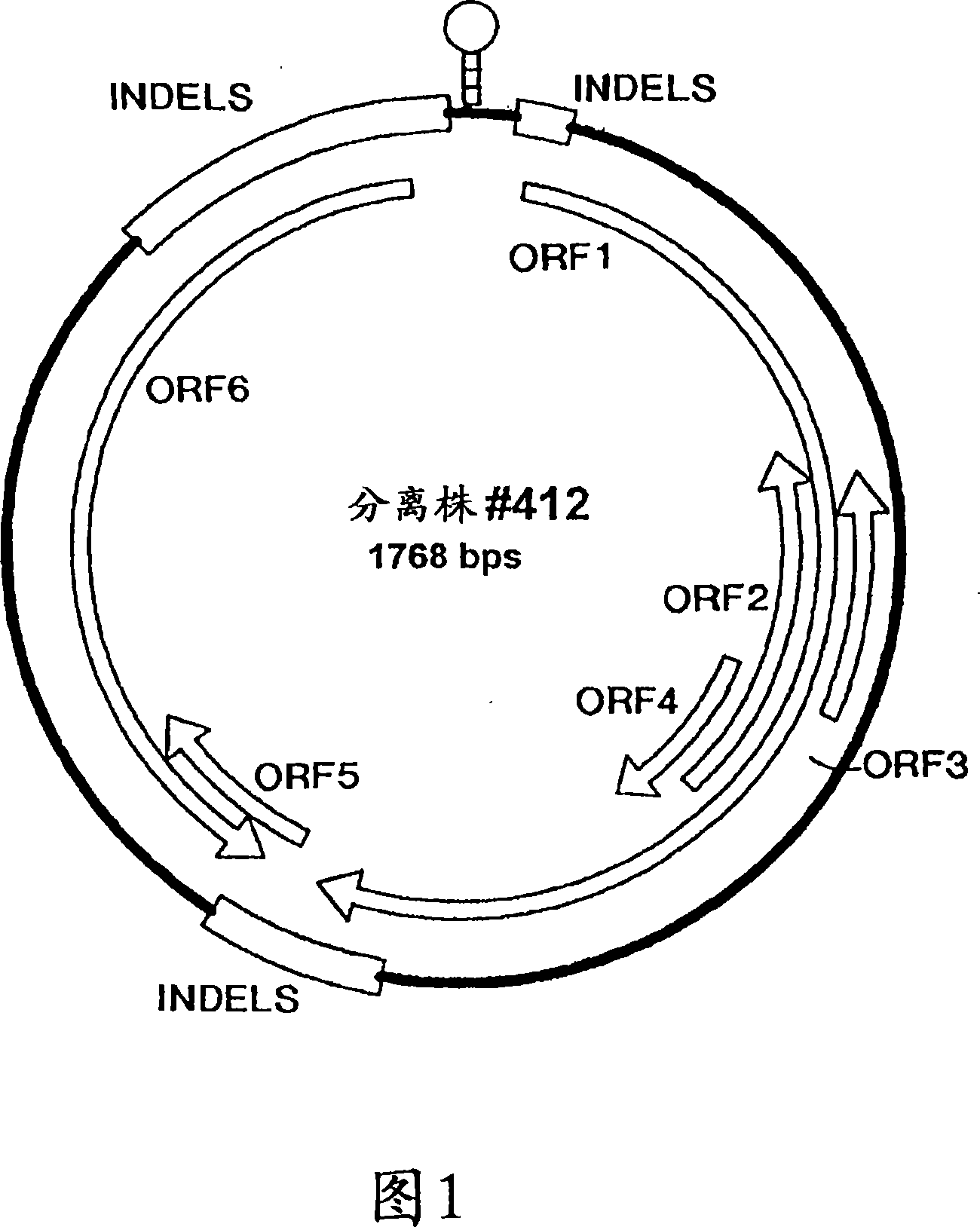 Porcine circovirus and helicobacter combination vaccines and methods of use