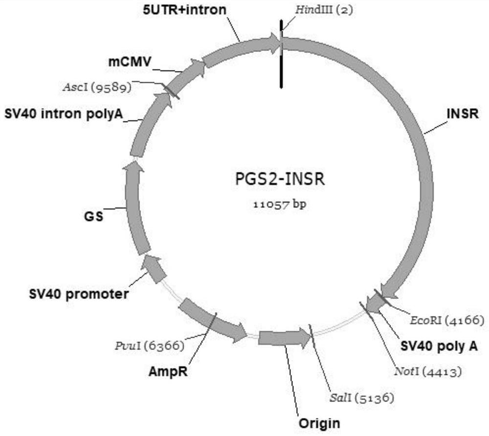 Insulin receptor protein expression cell strain and application thereof