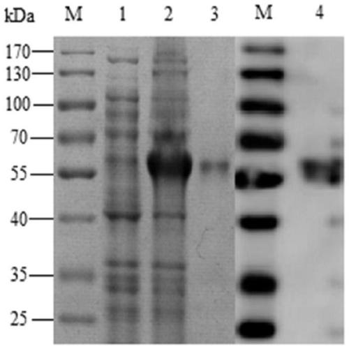 A protective antigen hp0623 of Streptococcus equi subspecies zooepidemicus and its preparation method