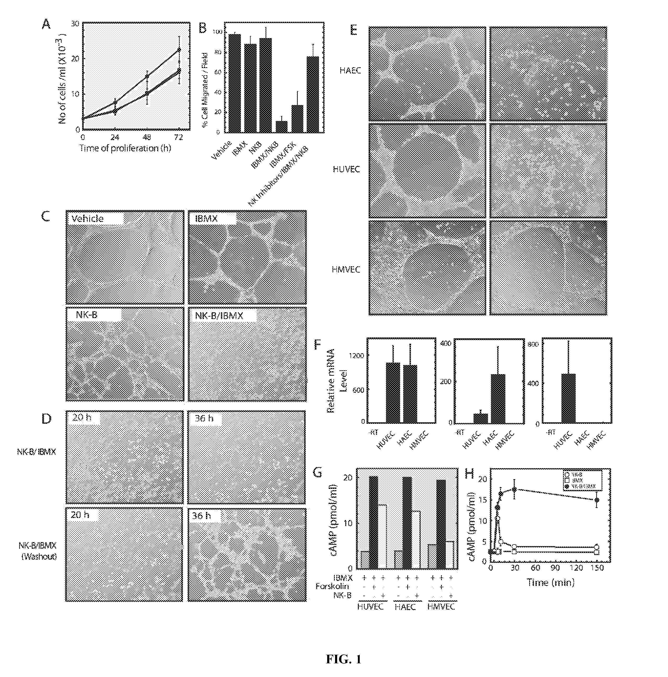 Compositions and methods for modulating angiogenesis