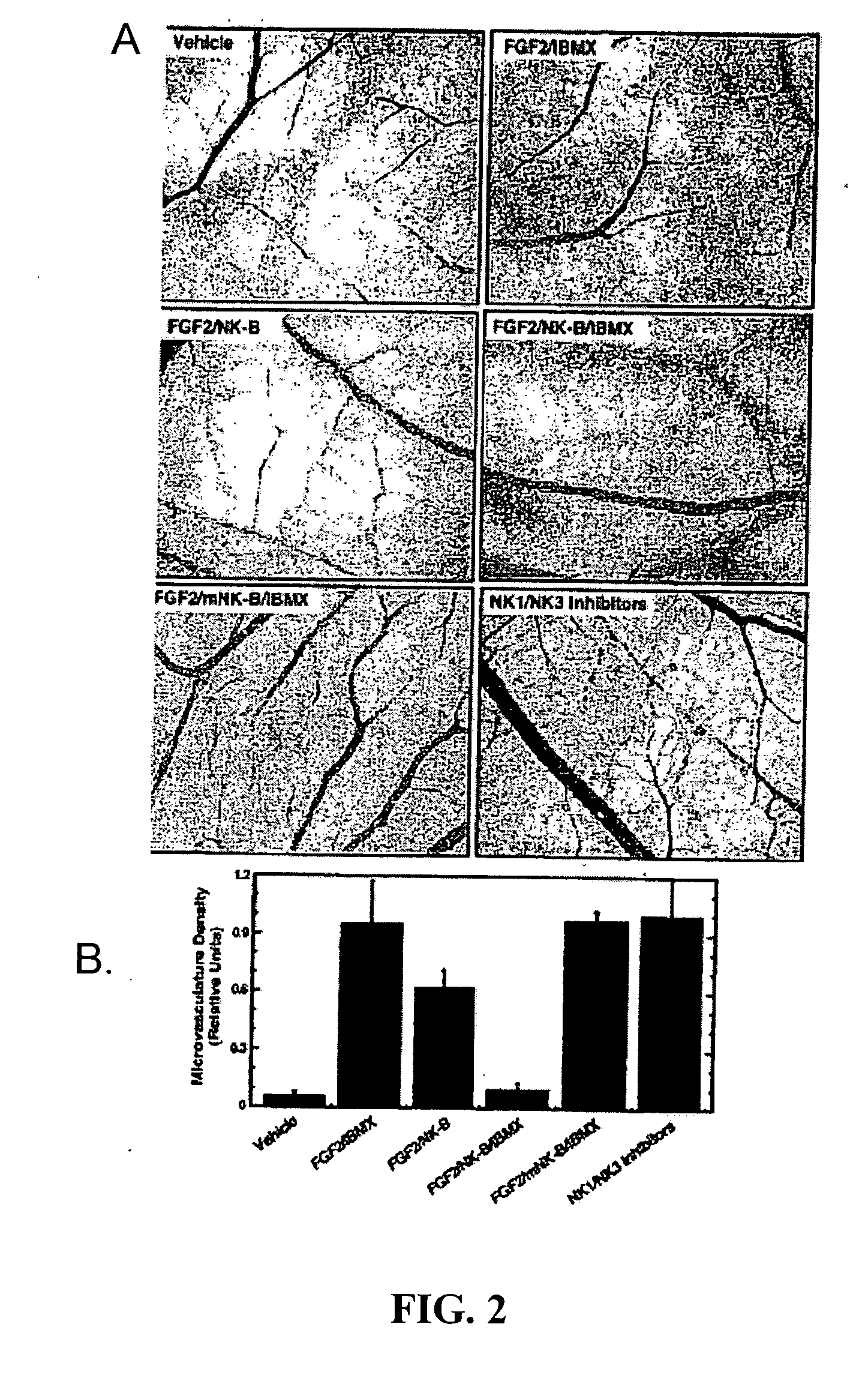 Compositions and methods for modulating angiogenesis