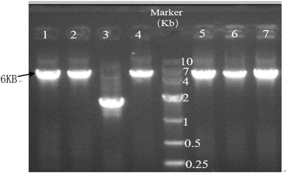 Plasmid and cell for promoting biotin synthesis and method for promoting synthesis of biotin