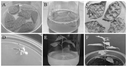 Application of NsNHX1 protein and related biomaterials in breeding of reverse-resistant poplar