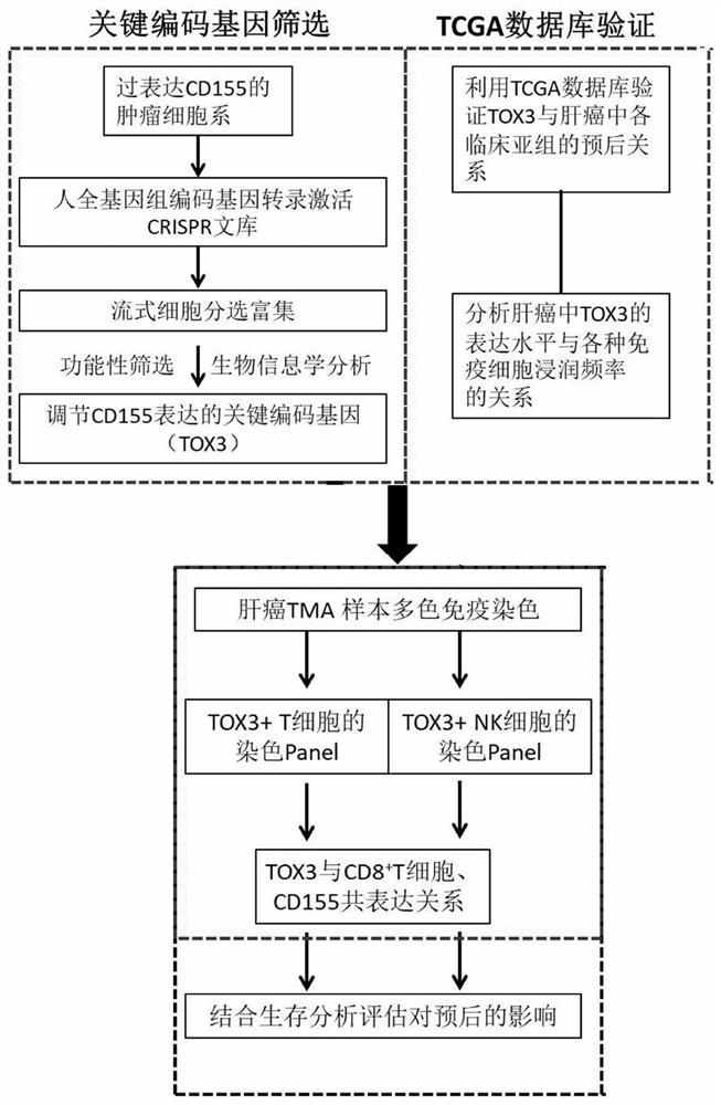 Application of TOX3 gene overexpression as liver cancer prognosis marker