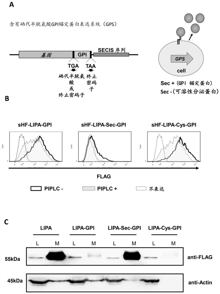 Expression system utilizing GPI anchor protein containing selenocysteine and cell for highly expressing recombinant protein