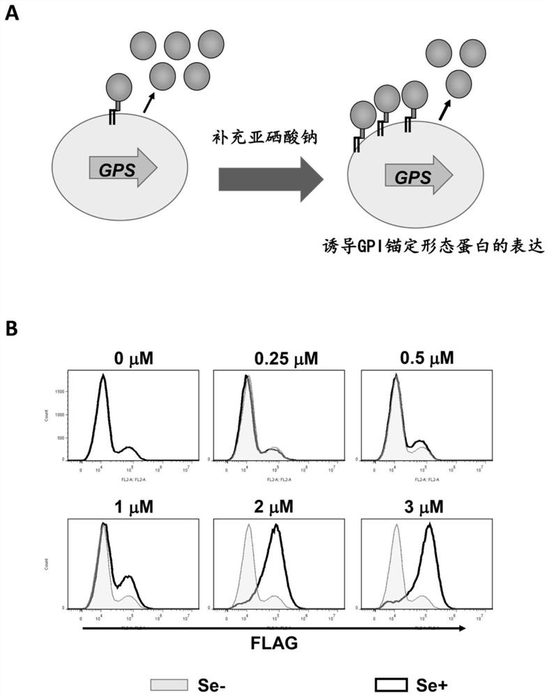 Expression system utilizing GPI anchor protein containing selenocysteine and cell for highly expressing recombinant protein