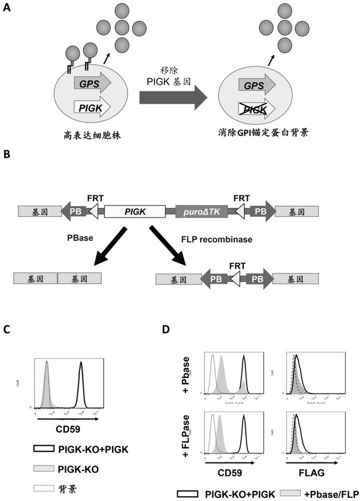 Expression system utilizing GPI anchor protein containing selenocysteine and cell for highly expressing recombinant protein