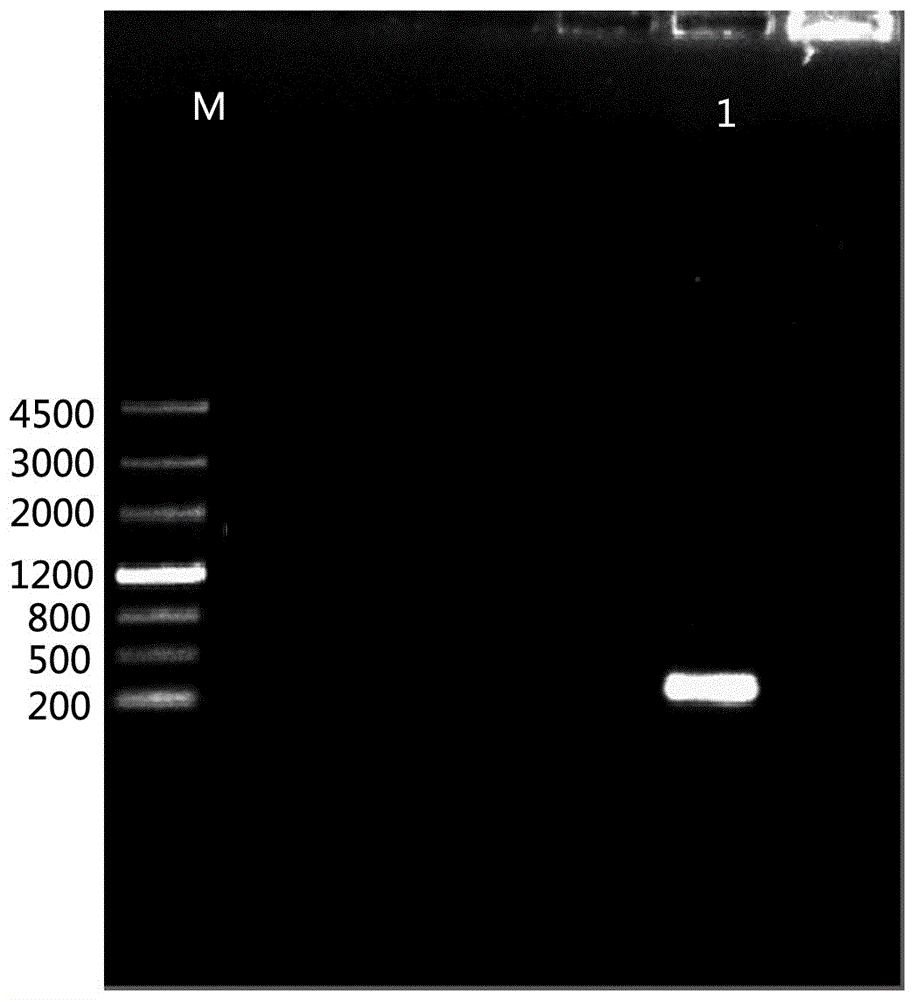 A kind of low temperature inducible promoter and its application