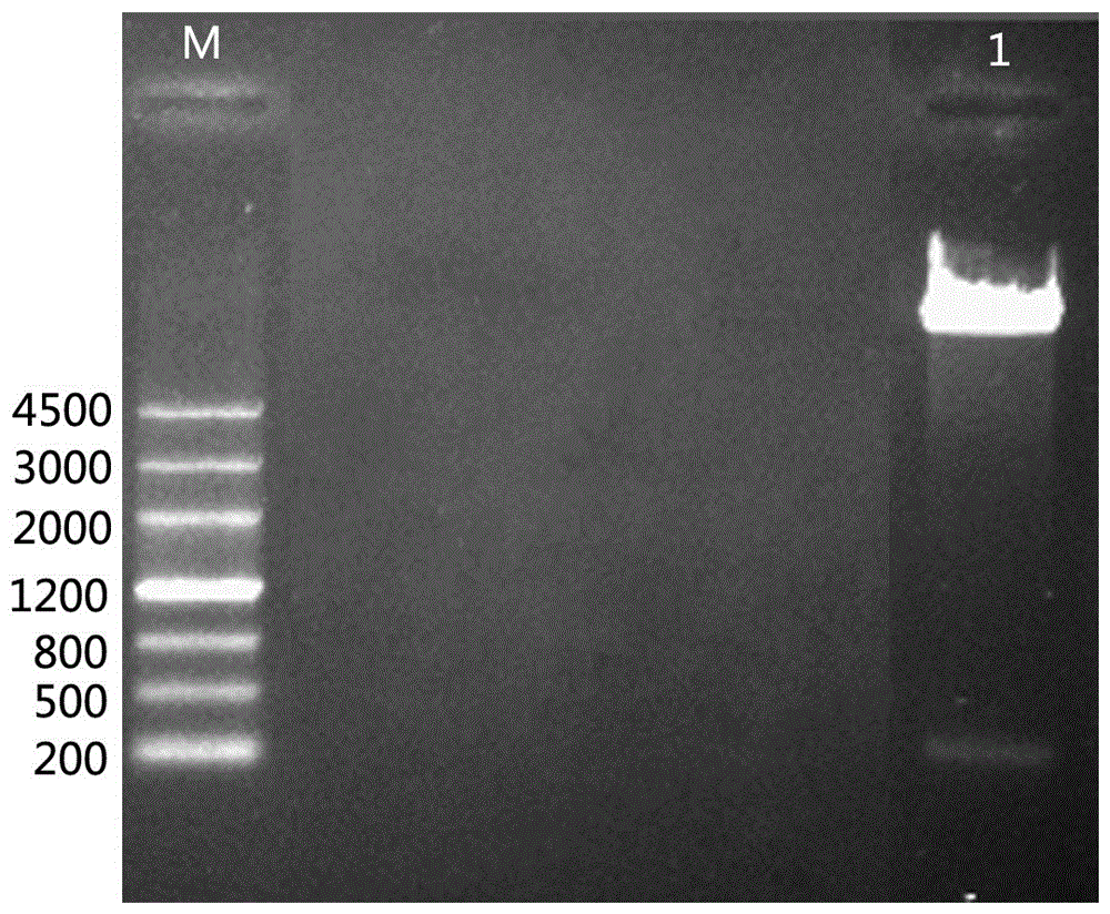 A kind of low temperature inducible promoter and its application