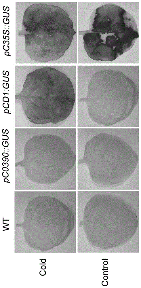 A kind of low temperature inducible promoter and its application