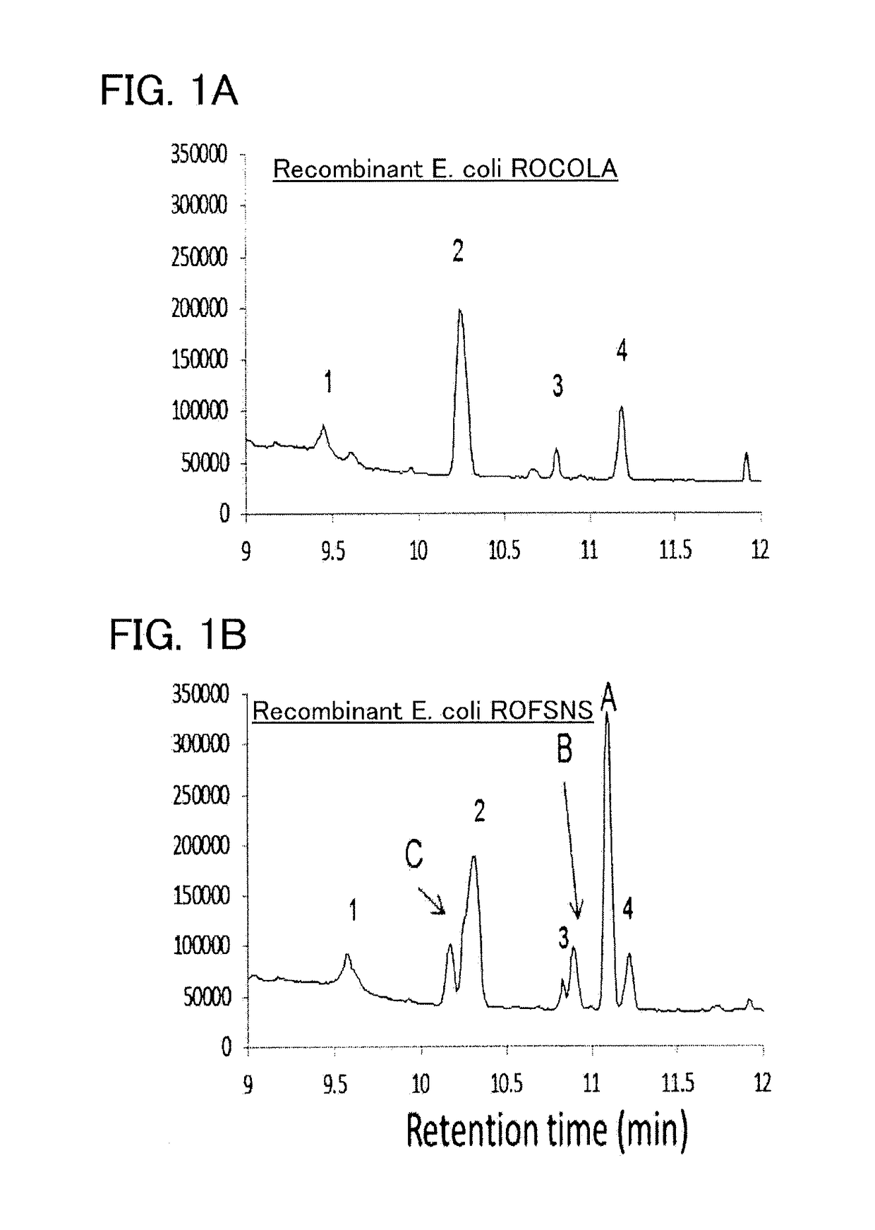Recombinant cell, and method for producing β-phellandrene
