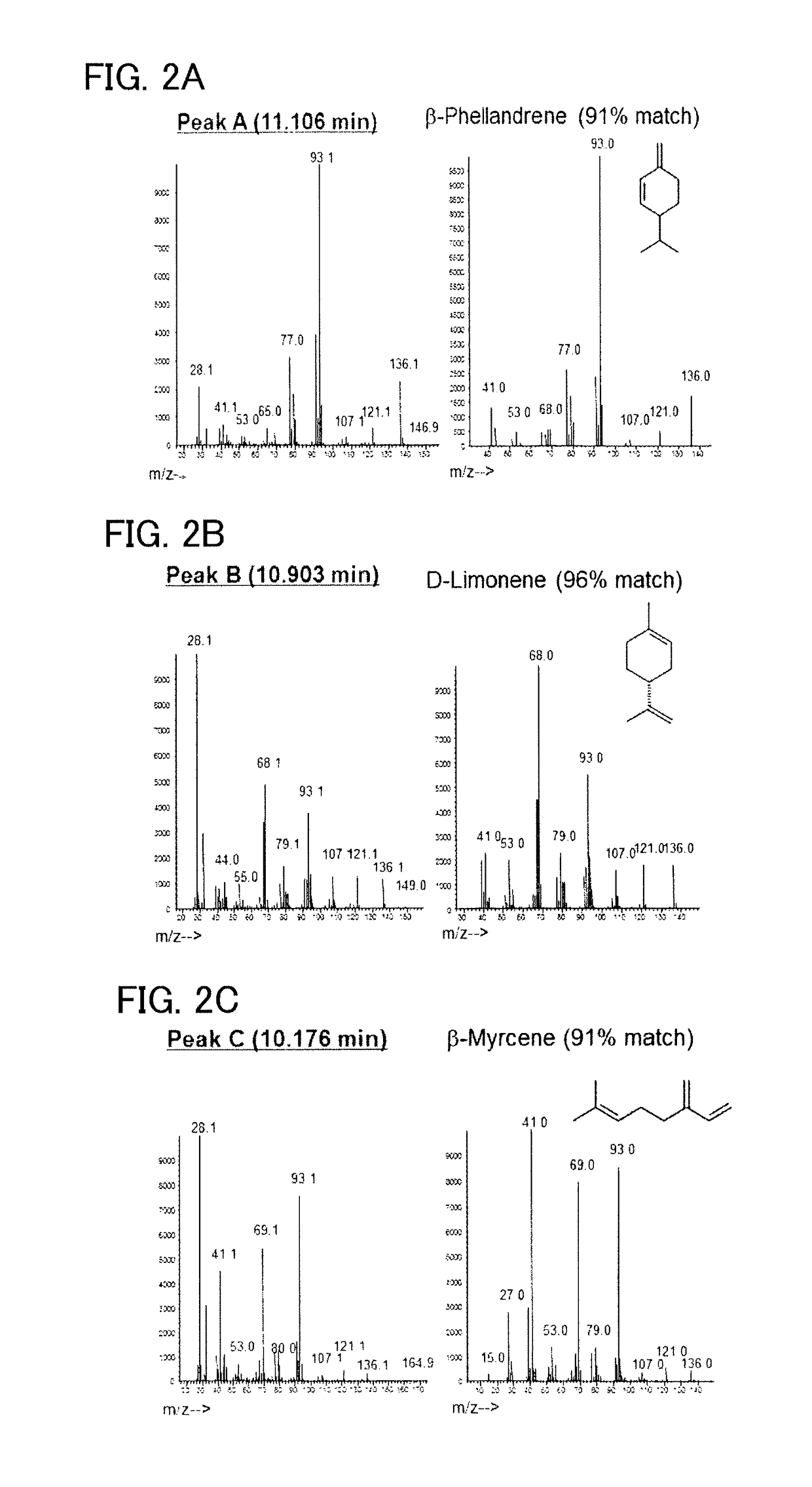 Recombinant cell, and method for producing β-phellandrene