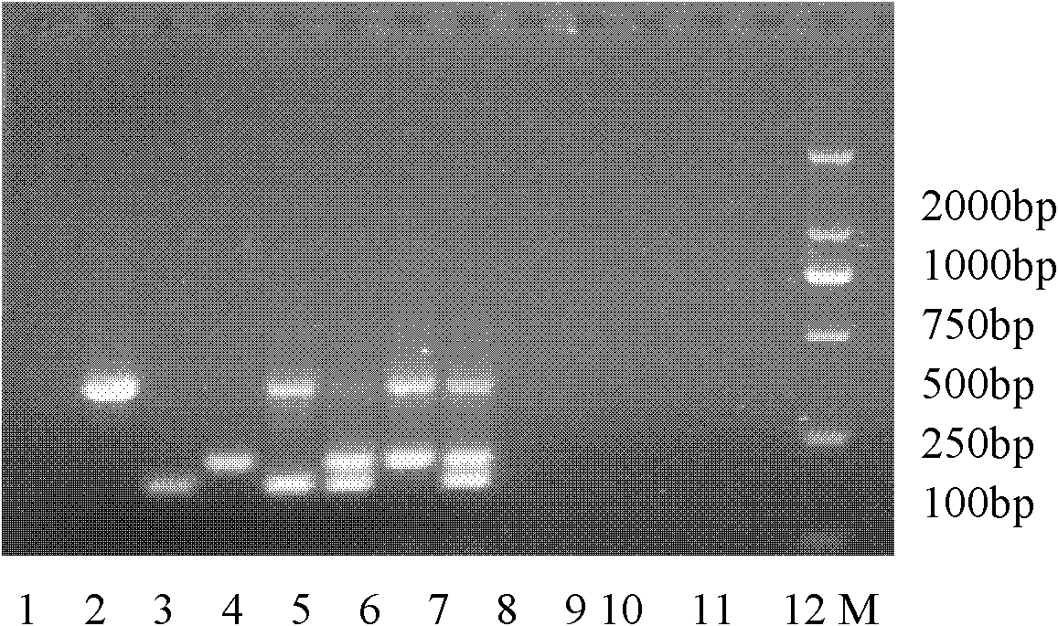 Gene chip and method for detecting classical swine fever virus (CSFV), porcine circovirus virus type 2 (PCV-2) and porcine reproductive and respiratory syndrome virus (PRRSV)