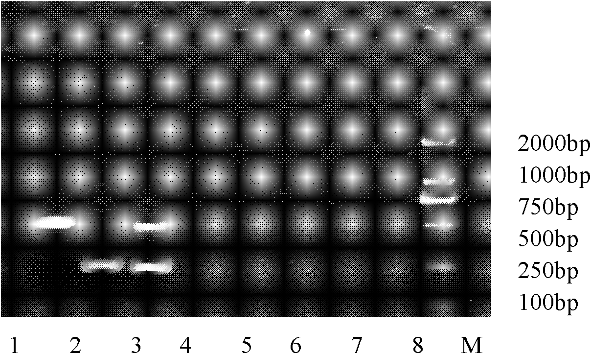 Gene chip and method for detecting classical swine fever virus (CSFV), porcine circovirus virus type 2 (PCV-2) and porcine reproductive and respiratory syndrome virus (PRRSV)