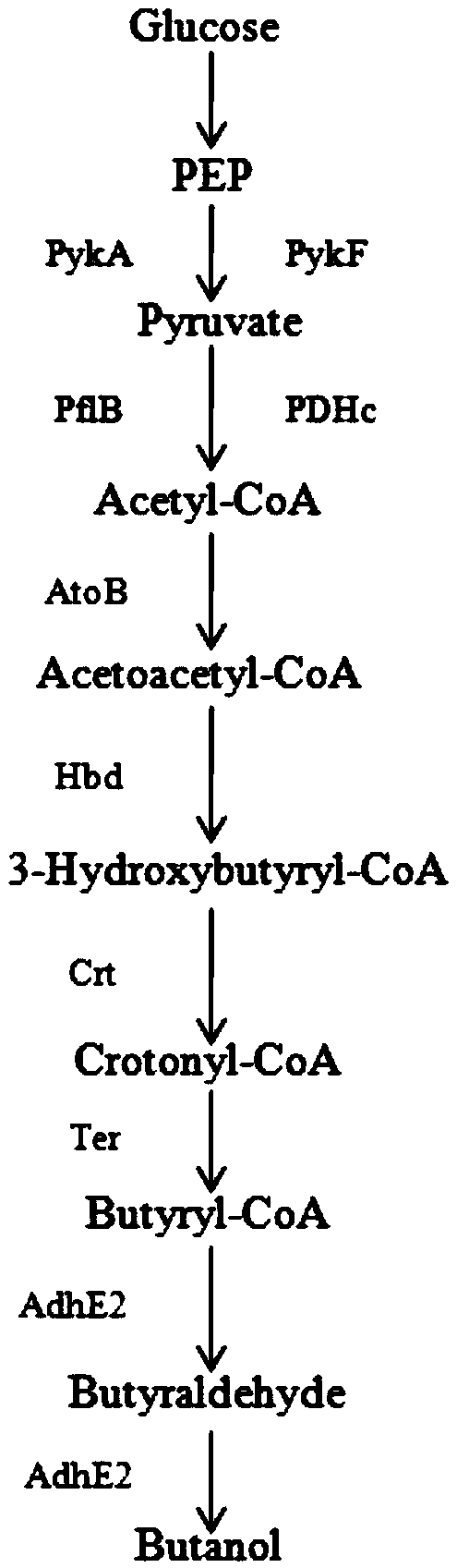 Method for improving yield of butanol produced by escherichia coli